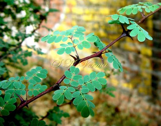  Branch bearing leaves and pseudostipular spines
